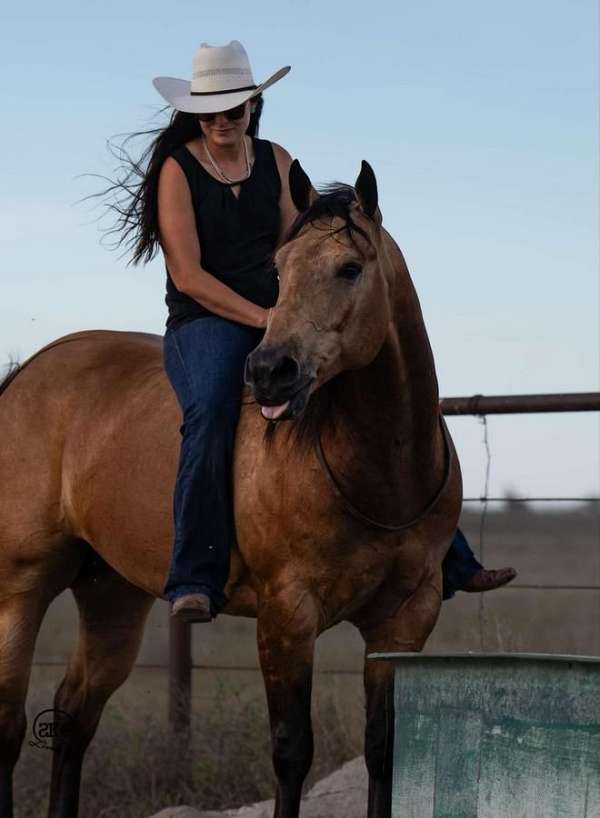 trail-riding-quarter-horse