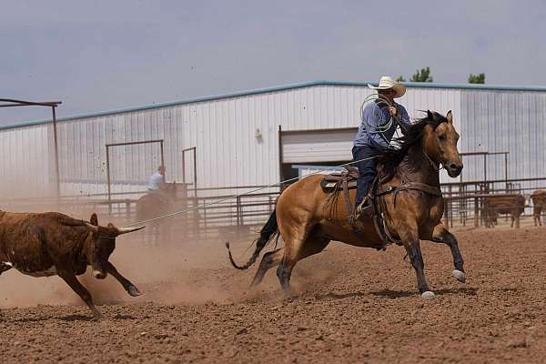 western-riding-quarter-horse