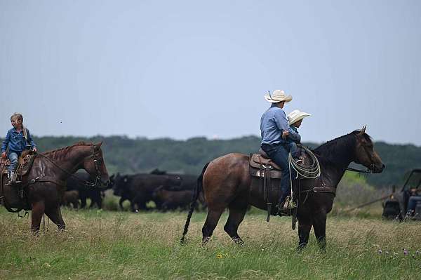 buckskin-quarter-horse-gelding