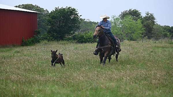 working-cattle-quarter-horse