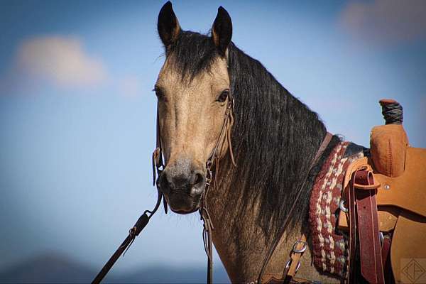 athletic-friesian-horse