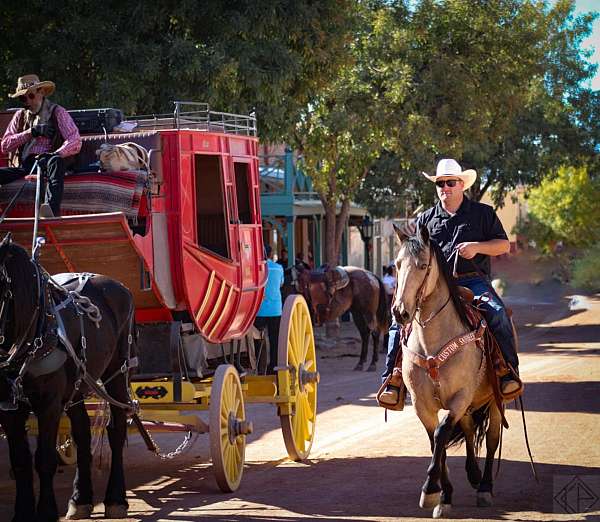 husband-safe-friesian-horse