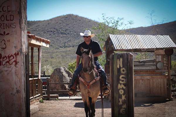 ranch-work-friesian-horse