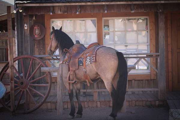 ridden-english-friesian-horse