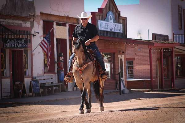 ridden-western-friesian-horse