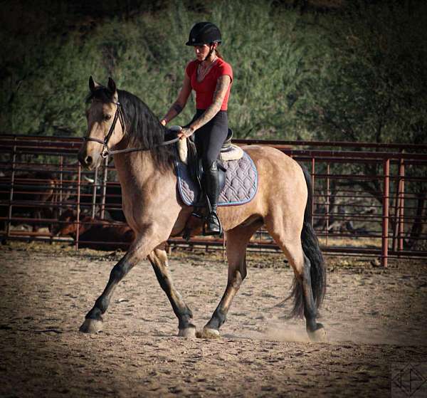 buckskin-friesian-gelding