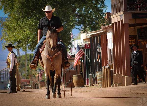 working-cattle-friesian-horse