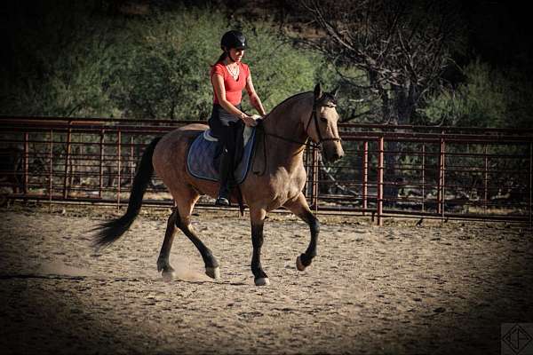 buckskin-all-around-horse