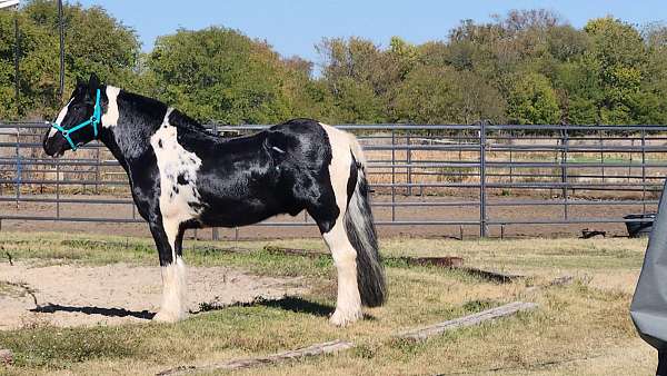 horse-for-sale-gypsy-vanner