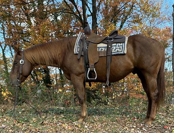 all-around-quarter-horse