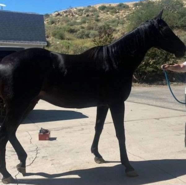 white-stripe-on-face-horse