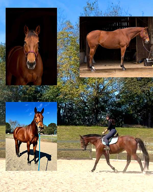 bay-thoroughbred-mare