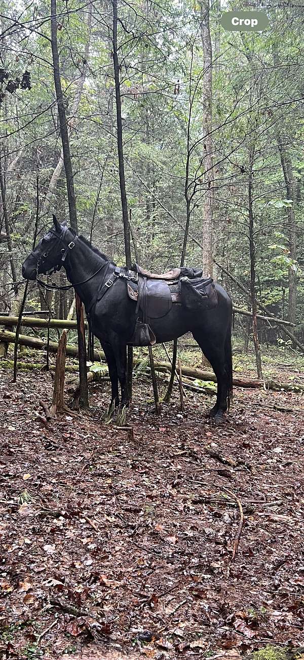 breeding-rocky-mountain-horse