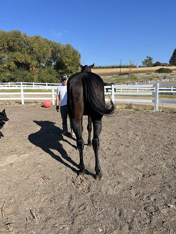 dressage-thoroughbred-horse