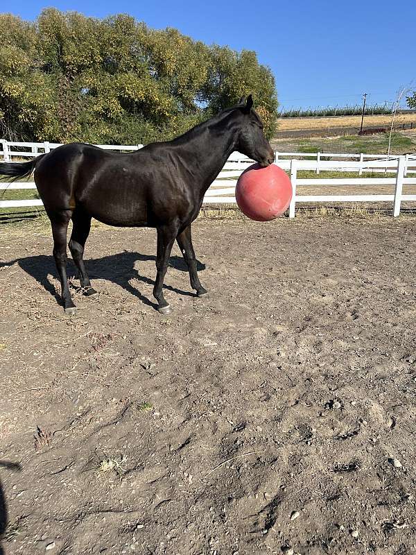 endurance-thoroughbred-horse