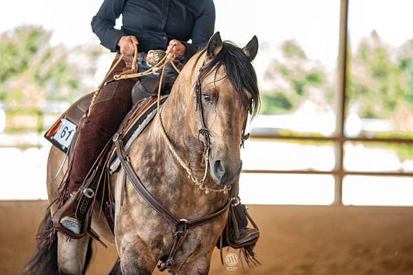 short-hind-white-pastern-horse