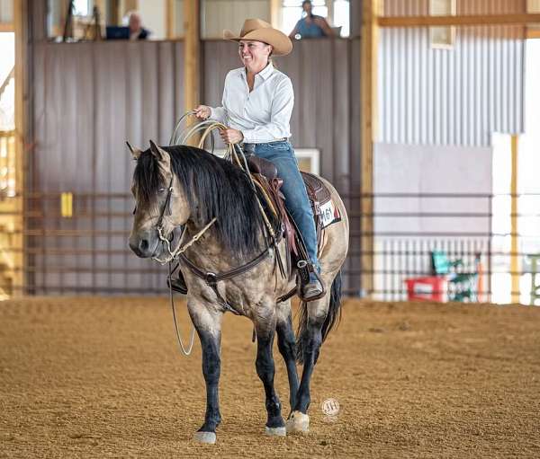 dappled-quarter-horse