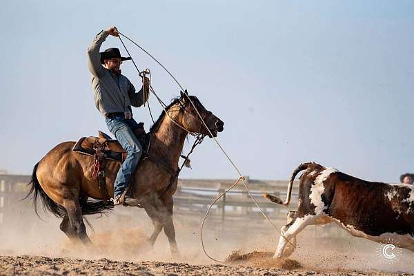 heading-quarter-horse