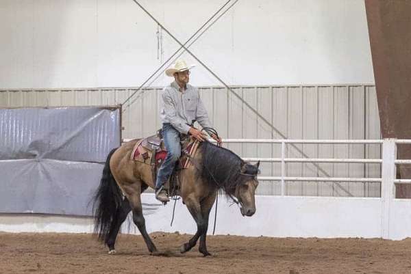 calf-roping-quarter-horse