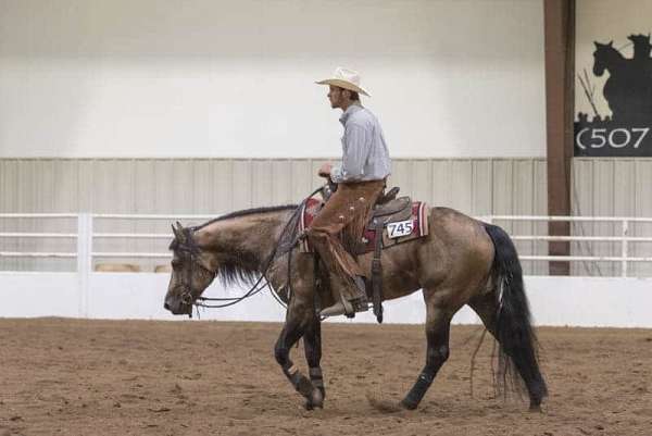 champion-quarter-horse