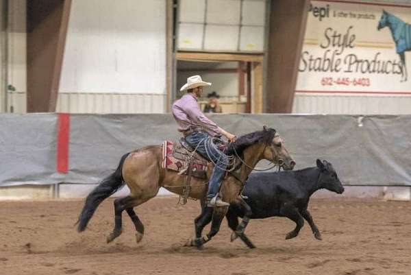 double-registered-quarter-horse