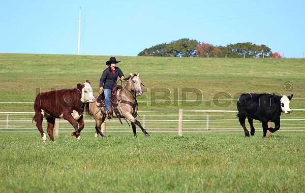 calf-roping-quarter-horse