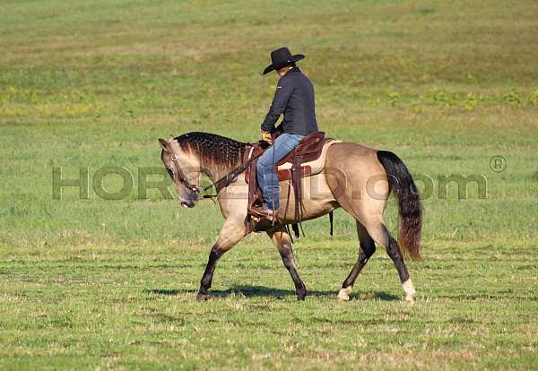 husband-safe-quarter-horse