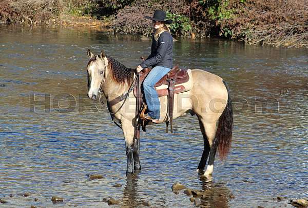 ranch-work-quarter-horse