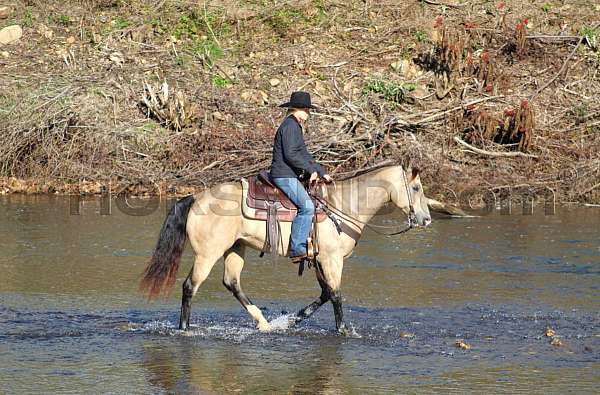 ridden-english-quarter-horse