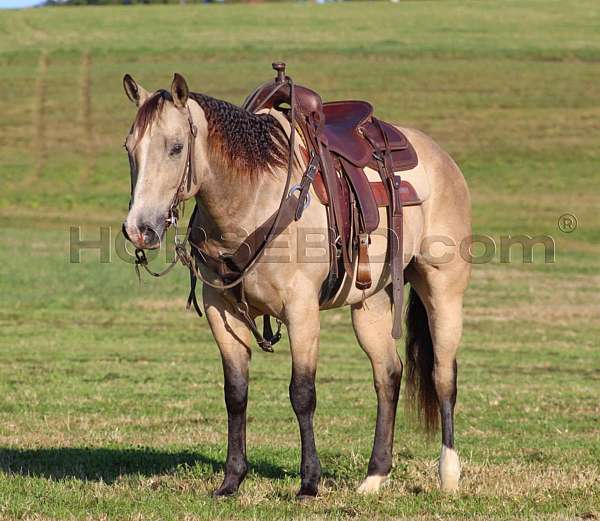 ridden-western-quarter-horse