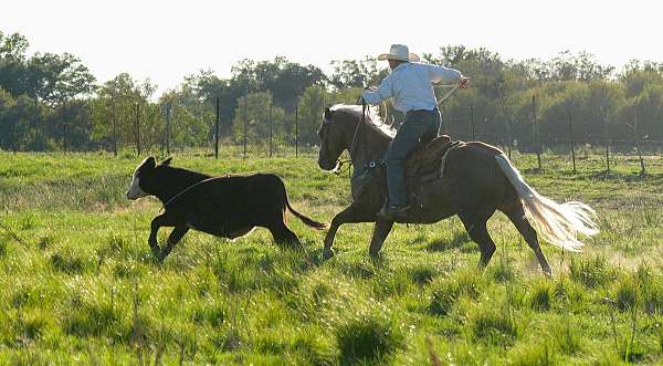 husband-safe-quarter-horse