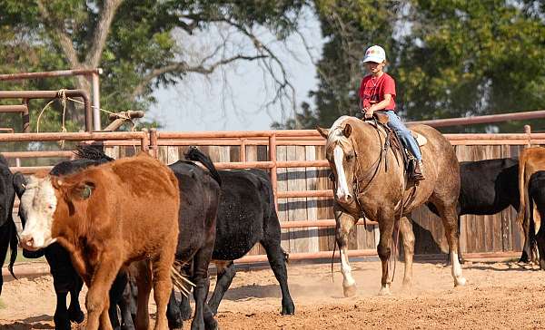 kid-safe-quarter-horse