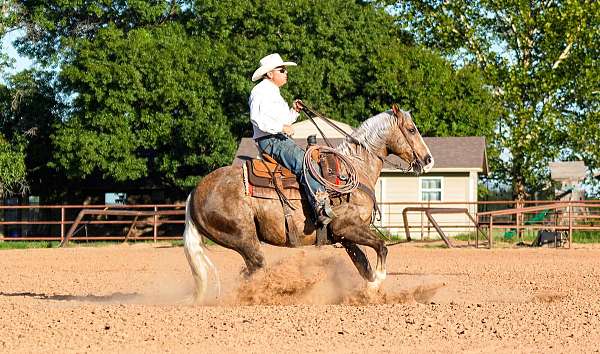 performance-quarter-horse