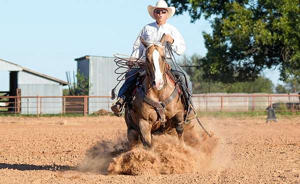 ranch-versatility-quarter-horse