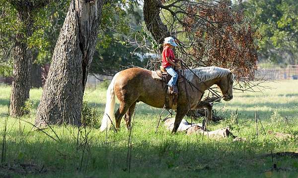 show-quarter-horse