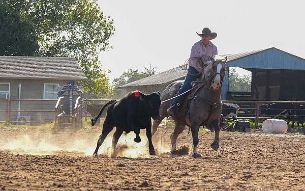 team-penning-quarter-horse