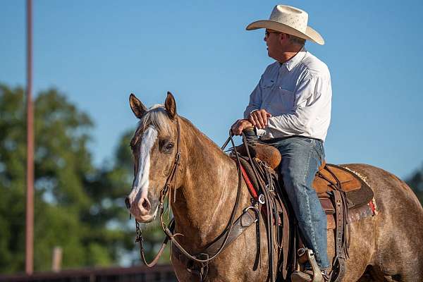 calf-roping-quarter-horse