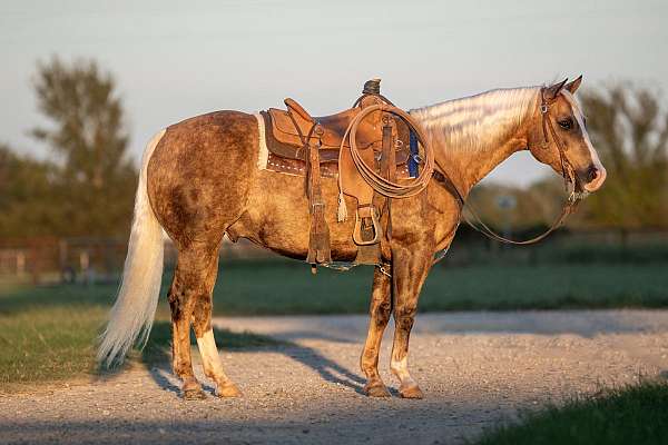 athletic-quarter-horse