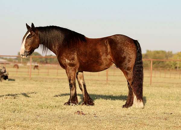 dressage-gypsy-vanner-horse