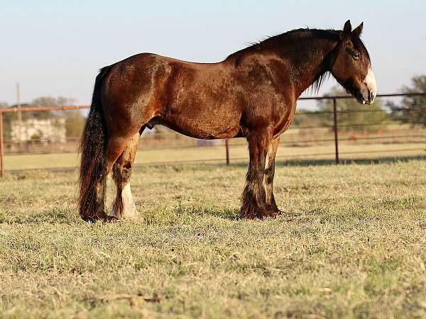 flashy-gypsy-vanner-horse