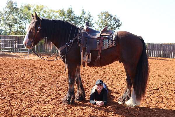 performance-gypsy-vanner-horse