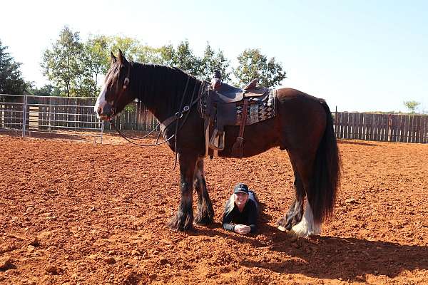 ridden-english-gypsy-vanner-horse