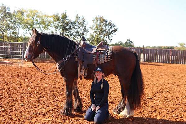 ridden-western-gypsy-vanner-horse