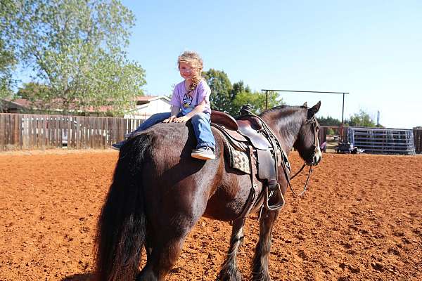 trail-riding-gypsy-vanner-horse