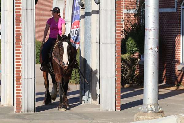 bay-all-around-horse