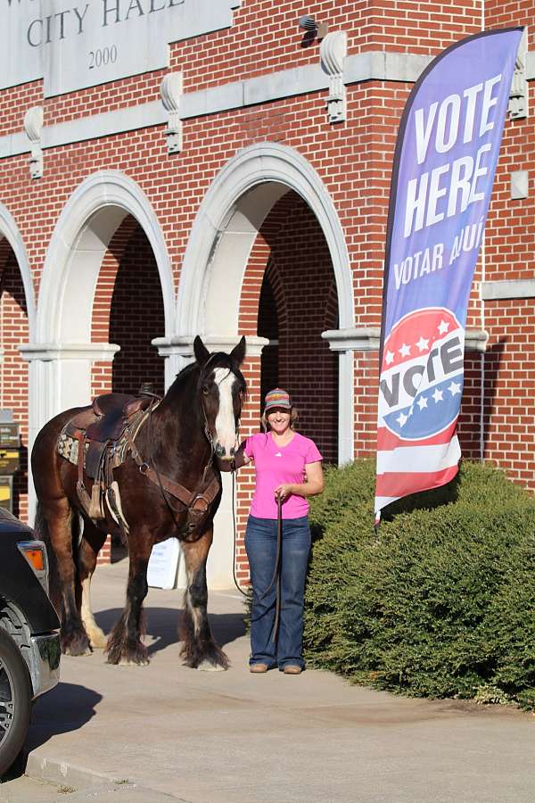 bay-dressage-horse