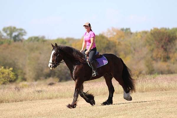 bay-athletic-horse