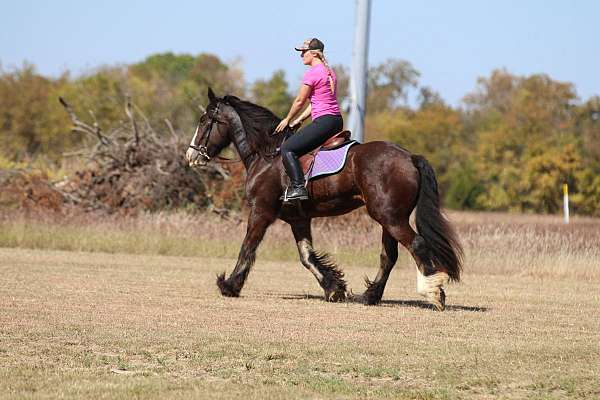 show-gypsy-vanner-horse