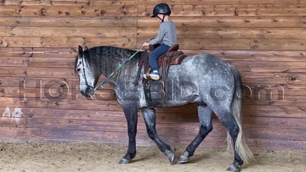 beginner-draft-horse