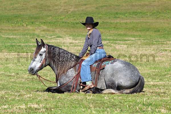 cross-draft-horse